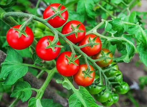 تصویر 2 از خرید و قیمت گوجه فرنگی گیلاسی گلخانه ای + فروش صادراتی